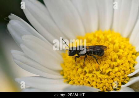 Natürliche Nahaufnahme einer kleinen weiblichen, großköpfigen, gepanzerten Biene, Heriades truncorum, auf einer gelben weißen Blume Stockfoto