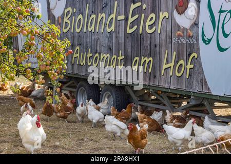 Freilandhennen, Bio-Eier aus dem Betrieb Deggenhausertal, Baden-Württemberg Stockfoto