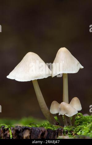 Haube (Mycena galericulata), Haube, Deutschland Stockfoto