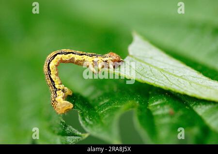 Melierte Umber (Erannis defoliaria) Raupe, Nordrhein-Westfalen, Deutschland Stockfoto