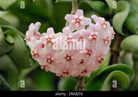 Wachspflanze (Hoya carnosa) (Asclepias carnosa), Porzellanblüte, Seidenfamilie, Asclepiadaceae Stockfoto