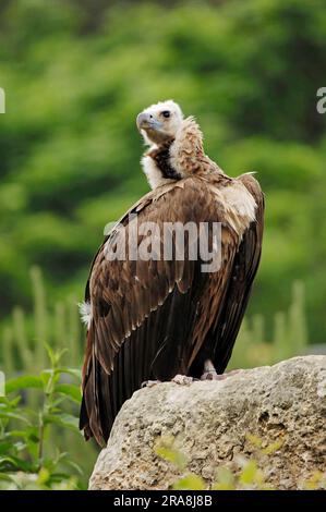 Schwarzer Geier (Aegypius monachus) Stockfoto