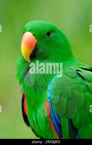 Neuguinea-Eclectus-Parrot (Eclectus roratus polychloros), männlich, Rotseitiger Eclectus-Parrot, Neuguinea-Eclectus-Parrot Stockfoto