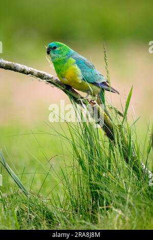 Papagei mit rotem Rumpf (Psephotus haematonotus), männlich Stockfoto
