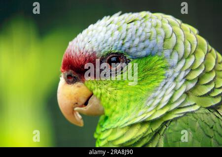 Fliederkrone Amazonas (Amazona finschi), Fliederkrone Papagei, Seite, Profil Stockfoto