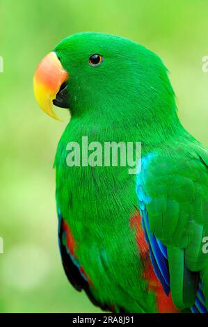 Neuguinea-Eclectus-Parrot (Eclectus roratus polychloros), männlich, Rotseitiger Eclectus-Parrot, Neuguinea-Eclectus-Parrot Stockfoto