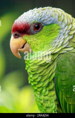 Fliederkrone amazonas (Amazona finschi), seitlich, Profil Stockfoto