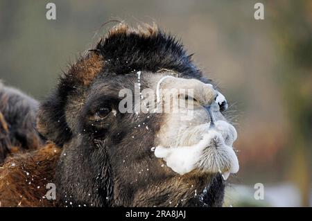 Zweihumpelkamel, männlich in Rutsche, Bactriakamel (Camelus bactrianus) Stockfoto