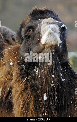 Bactrianisches Kamel (Camelus bactrianus), männlich, in der Rinne, Bactrianisches Kamel Stockfoto