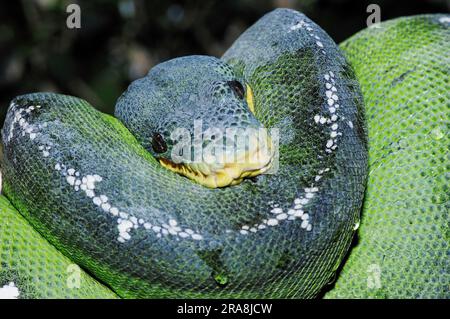 Smaragdgrüne Baumboa (Corallus caninus), Hundskopf-Schieber Stockfoto