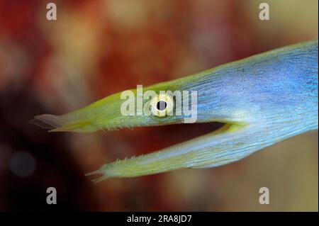 Nasenmoray, Bandaal (Rhinomuraena quaesita), lateral, Profil Stockfoto