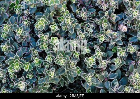 Zitronenthymian (Thymus citriodorus) „Silberne Königin Stockfoto