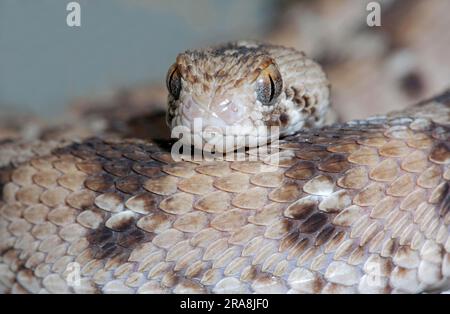 Westafrikanische Teppichviper (Echis ocellatus), Ocellated Carpet Viper Stockfoto