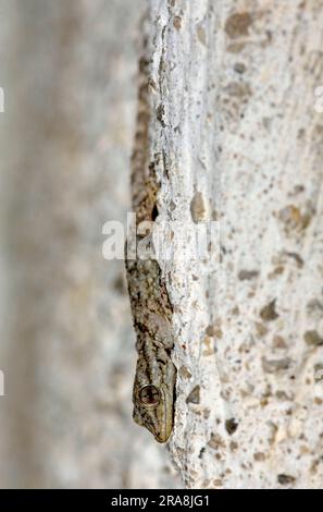 Junger maurischer Gecko, Provence, Südfrankreich, maurische Mauer Gecko (Tarentola mauritanica), Wall Gecko, gemeiner Gecko, Krokodil Gecko Stockfoto