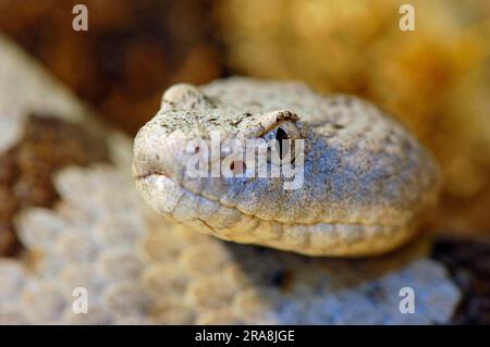 Fleckige Felsen-Klapperschlange (Crotalus Lepidus Lepidus) Stockfoto