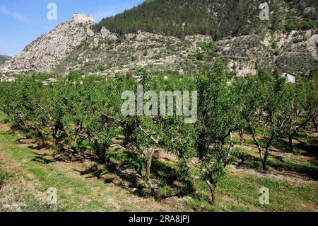 Mandelbäume (Prunus dulcis) und Blick auf Entrevaux mit Festung, Alpes-de-Haute-Provence, Provence-Alpes-Cote d'Azur, Südfrankreich, Almond Stockfoto