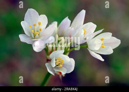 Neapel-Knoblauch (Allium neapolitanum), Provence, Südfrankreich, Neapel-Lauch Stockfoto