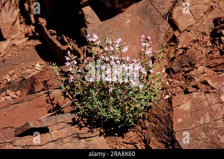 Thymian (Thymus vulgaris), Provence, Südfrankreich Stockfoto