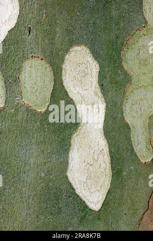 London plane Tree, Rinde, Frankreich (Platanus hybrida), Platanaceae Stockfoto