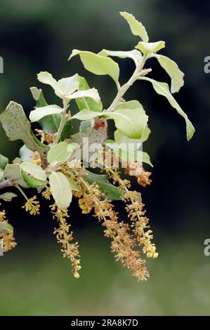 Provence, Südfrankreich (Quercus pseudococcifera), Kermes Eiche (Quercus coccifera), Kermes Eiche Stockfoto