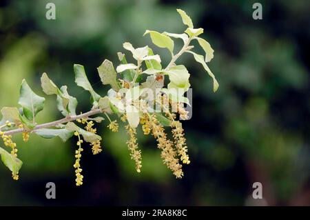 Kermes Oak (Quercus coccifera), Provence, Südfrankreich (Quercus pseudococcifera) Stockfoto