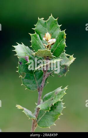 Provence, Südfrankreich (Quercus pseudococcifera), Kermes Eiche (Quercus coccifera), Kermes Eiche Stockfoto