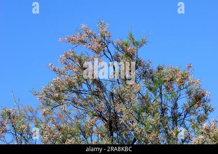 Französischer Tamarisk (Tamarix gallica), Camargue, Provence, Südfrankreich Stockfoto