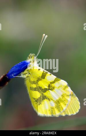 Orangefarbene Spitze der Provence (Anthocharis euphenoides), Provence, Südfrankreich, südlicher aurora-Schmetterling, lateral Stockfoto