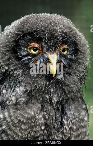Junge große graue Eule (Strix nebulosa), große graue Eule Stockfoto