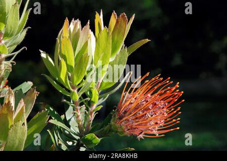 Tuftkissen (Leucospermum glabrum x tottum) Stockfoto