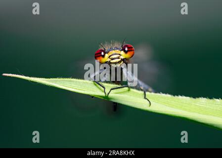 Große Damselfly, männlich, große rote Damselfly (Pyrrhosoma nymphula), Deutschland Stockfoto