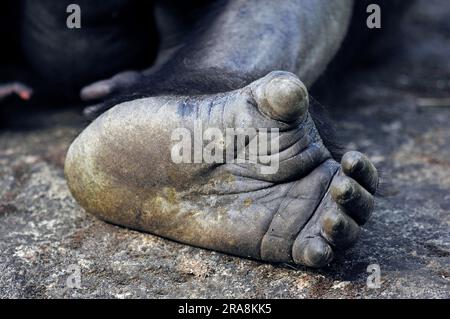 Westlicher Lowland Gorilla (Gorilla Gorilla Gorilla), Fuß Stockfoto