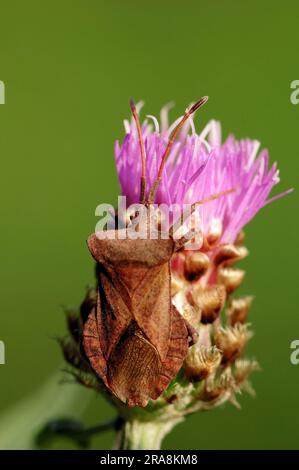 Coreid Bug on Brown Knapweed (Centaurea jacea), Nordrhein-Westfalen, Deutschland (Coreus marginatus) (Mesocerus marginatus), Squash Bug Stockfoto