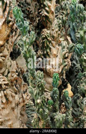 Apfelkaktus „monstrosus“ (Cereus peruvianus), Säulenkaktus Stockfoto