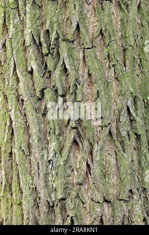 Weiße Weidenrinde (Salix alba), Nordrhein-Westfalen, Deutschland Stockfoto