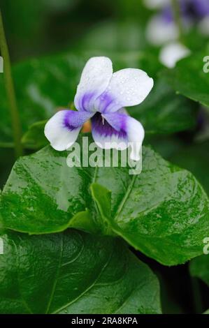 Australisches Violett (Viola hederacea) Stockfoto