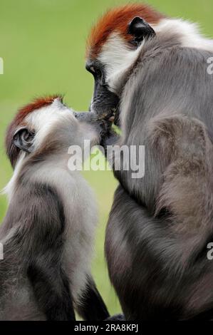 Kirschkrone Mangaby, männlich mit jungen (Cercocebus torquatus torquatus), Mangabeys mit roter Kappe Stockfoto