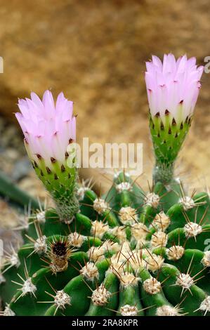 Kakteen, Blüten (Acanthocalycium spiniflorum var. Spiniflorum) Stockfoto