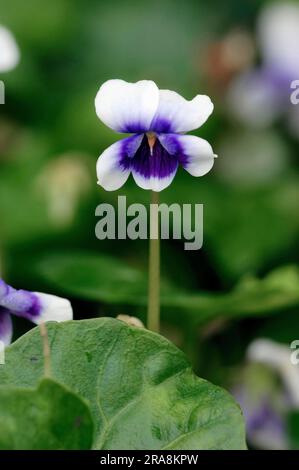 Australisches Violett (Viola hederacea) Stockfoto