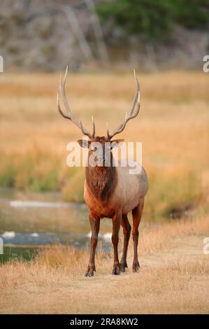 Wapiti (Cervus canadensis), Männlich, Yellowstone-Nationalpark, Wyoming, USA (Cervus elaphus canadensis), Elch Stockfoto