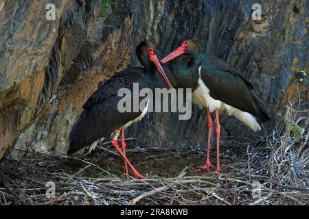 Schwarzstorche (Ciconia nigra), Paare im Nest, Portugal Stockfoto