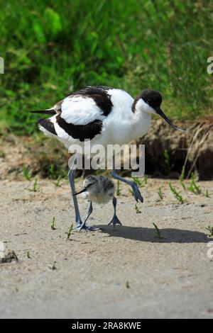 Avocet mit Küken, Avocet mit schwarzer Kappe (Recurvirostra avosetta), Avocet, Niederlande Stockfoto