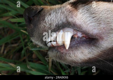 Dachs, Zähne, Niedersachsen, Deutschland (Meles meles), Zahn Stockfoto