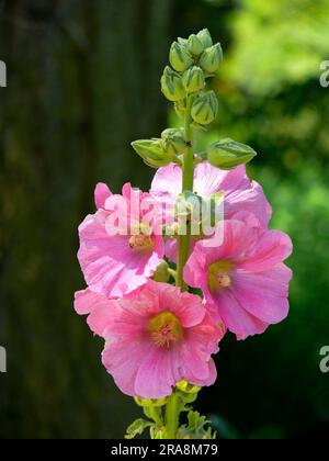 Hollyhock, rosa Blüte Stockfoto