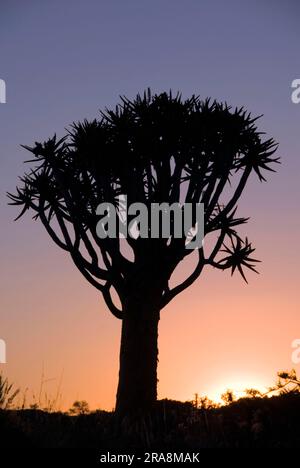 Köcherbaum (Aloe Dichotoma), Keetmanshoop, Namibia Stockfoto