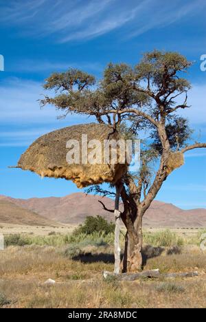 Siedlungsweberkolonie (Philetairus socius), Nest, Gemeindenest, Namibia Stockfoto