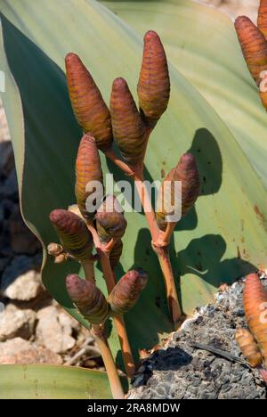 Welwitschia (Welwitschia mirabilis), Namib-Naukluft Park, Welwitschiaceae, Namibia Stockfoto