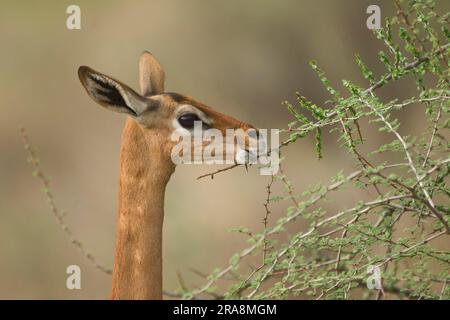 Gerenuk (Litocranius walleri), weiblich, Samburu-Nationalpark, Kenia, Side Stockfoto