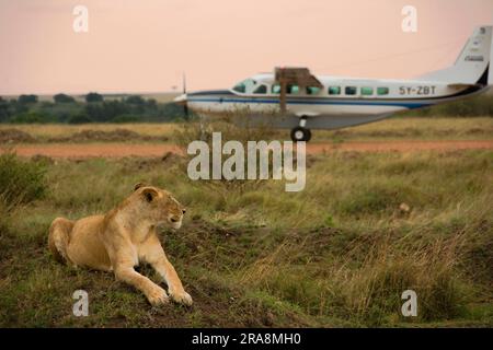 Afrikanischer Löwe (Panthera leo), Löwin vor dem Flugzeug, Massai Mara Wildreservat, Nian Löwe, Kenia Stockfoto