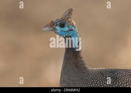 Helmguineafowl (Numida meleagris), Masai Mara Wildreservat, Kenia Stockfoto